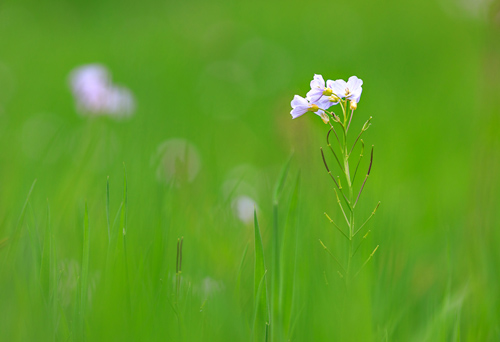 08_max_-_erste_Blüten