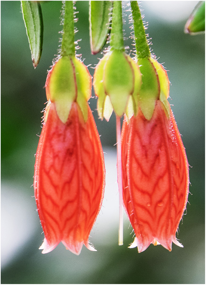 Makro_01